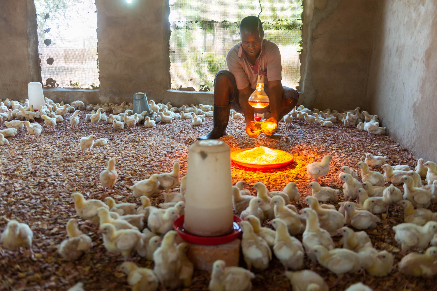 Farmer cleaning a chicken