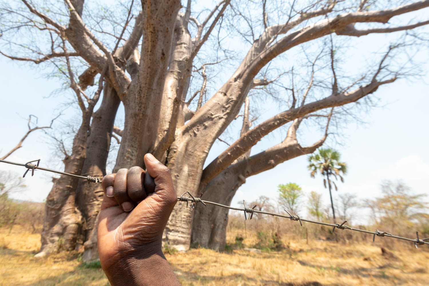 Barbed wire in front of baobab tree