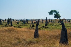 Termite mounds