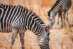Zebras at South Luangwa National Park