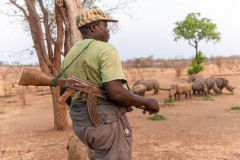 Armed guard watches over a crash of rhinos