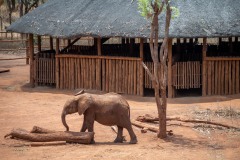 Elephant at  Lilayi elephant nursery