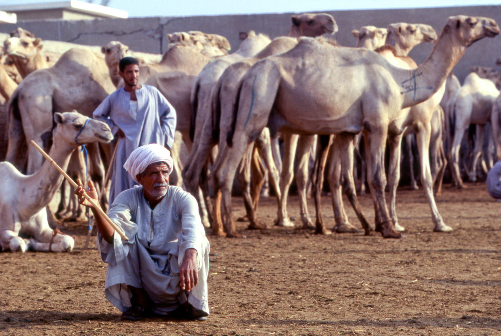 Herder sitting at the Birqash Camel Market