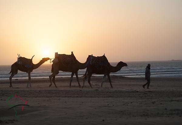  Man walking camels on the beach in Essaouira