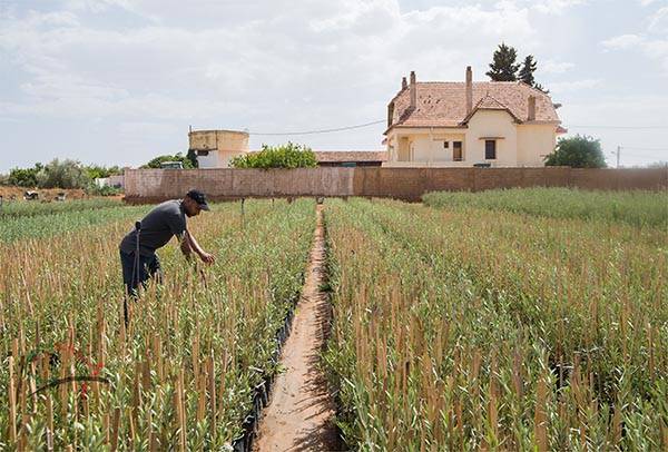 An agronomist tending to fields at the AICHA vineyard in Meknes