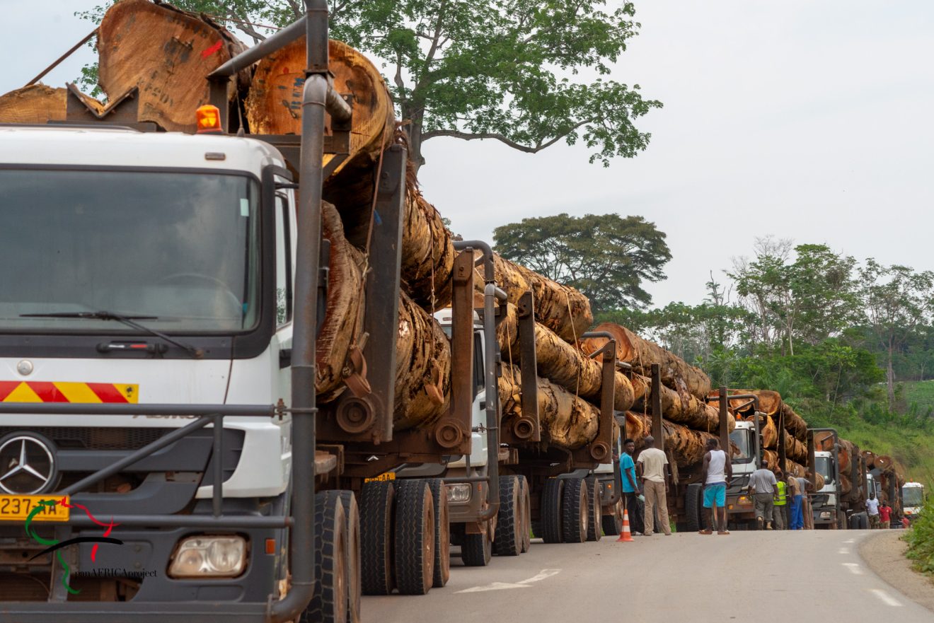 A fleet of trucks loaded with wood