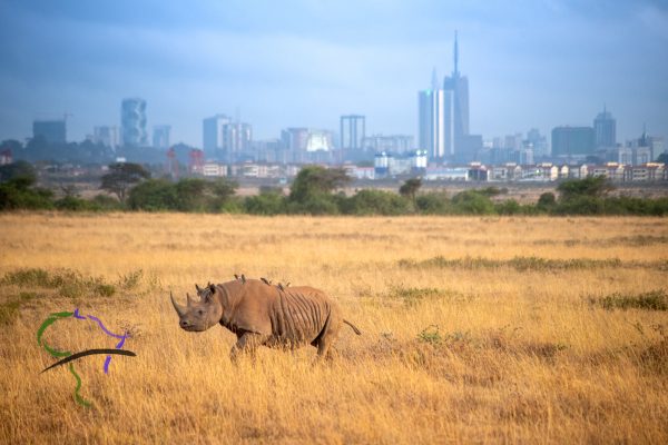 rhino near Nairobi