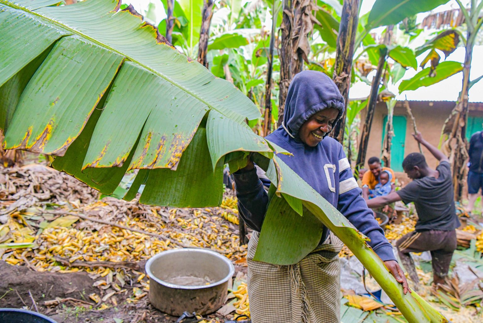 bananas in Uganda