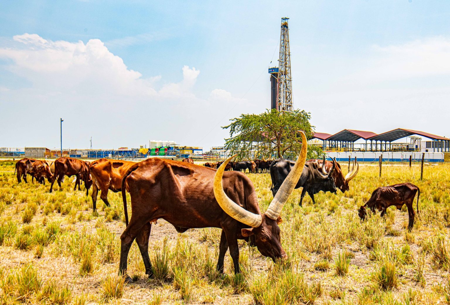 Uganda cattle and oil