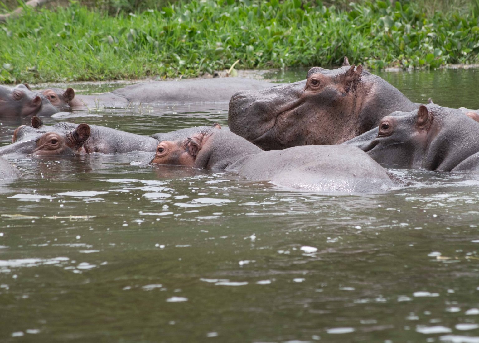 Uganda Nile Hippos